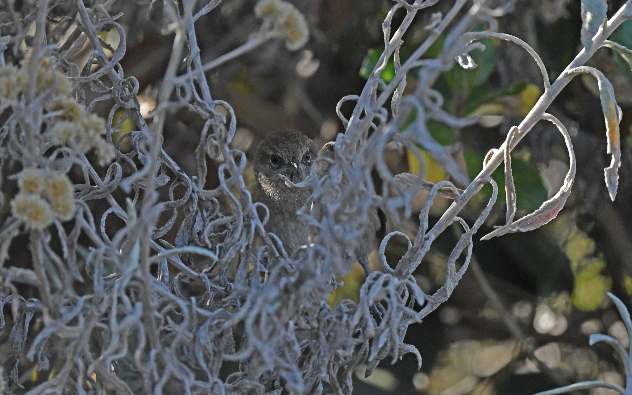 Perija Thistletail (Asthenes perijana), photo 2