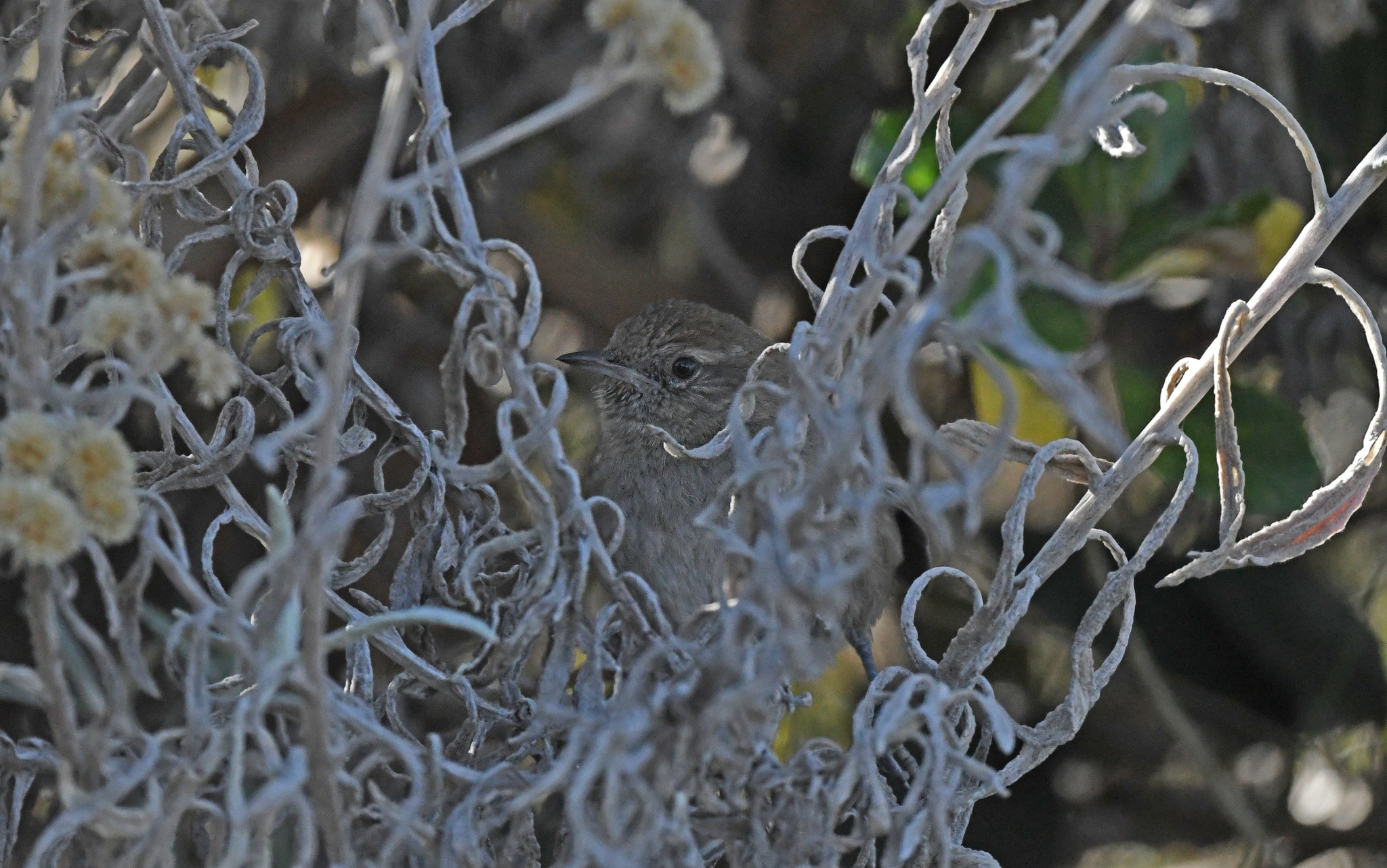 Perija Thistletail (Asthenes perijana), photo 3
