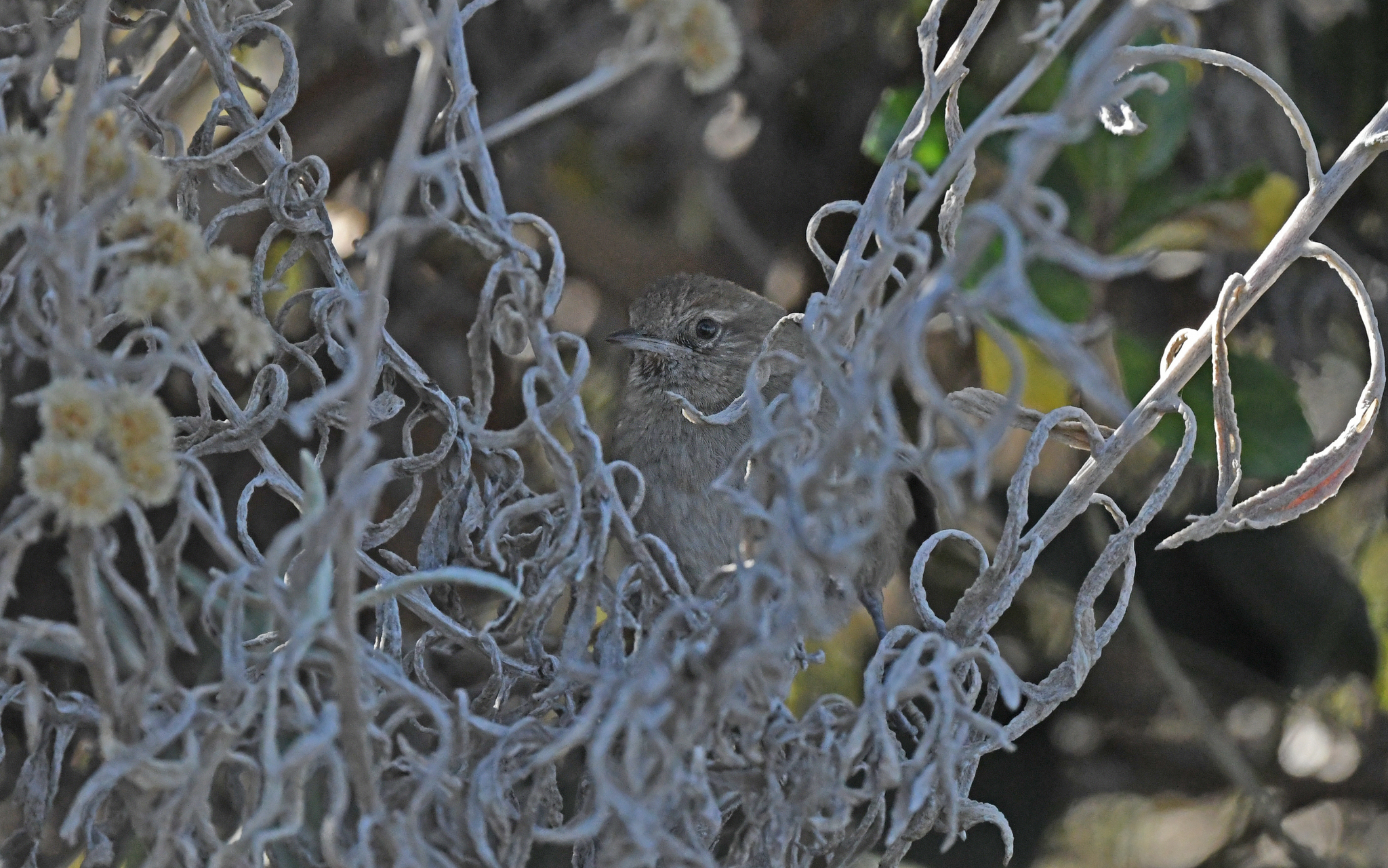 Perija Thistletail (Asthenes perijana), photo 4