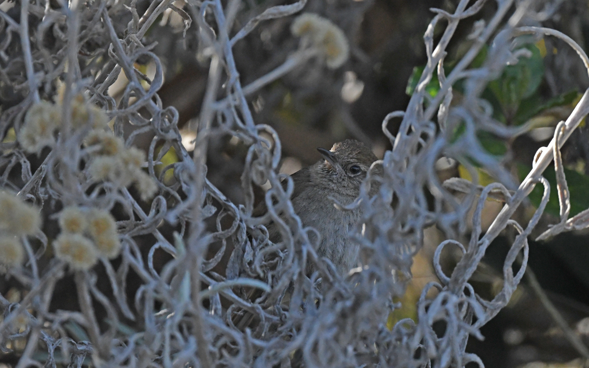 Perija Thistletail (Asthenes perijana), photo 5
