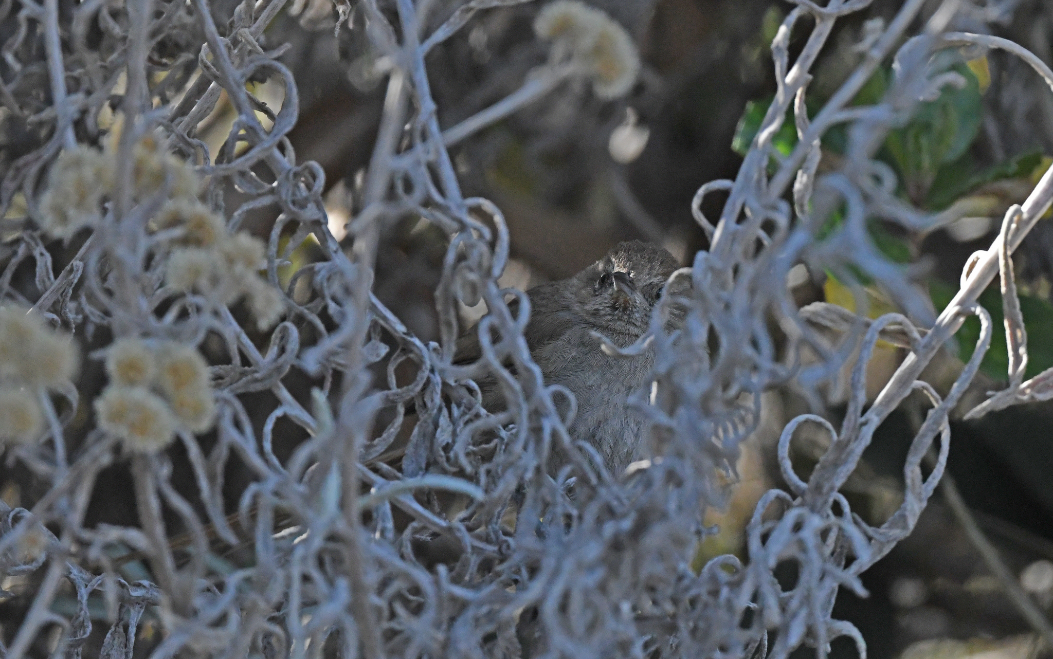 Perija Thistletail (Asthenes perijana), photo 6