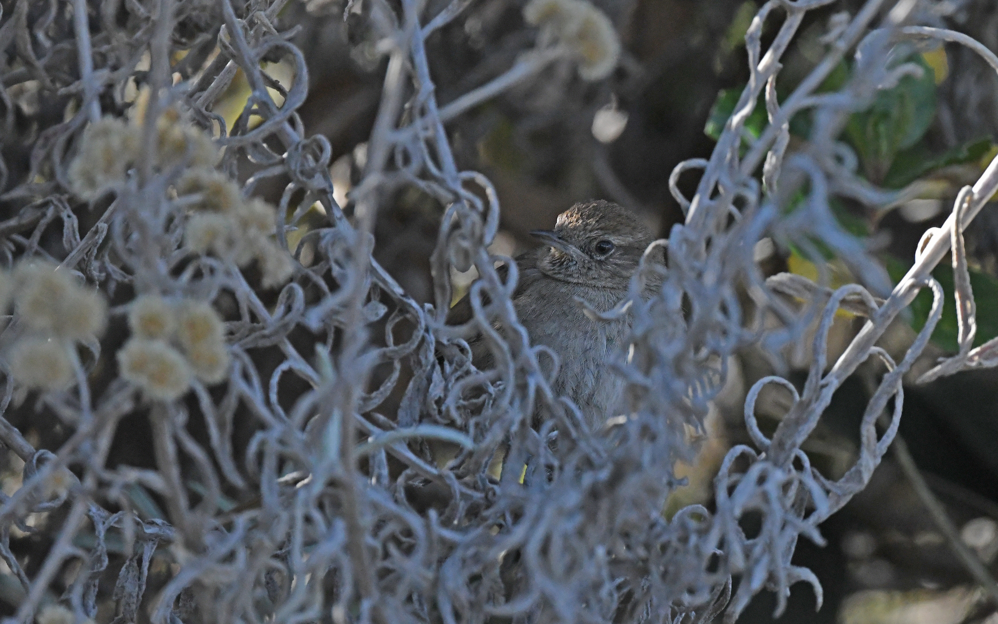 Perija Thistletail (Asthenes perijana), photo 7