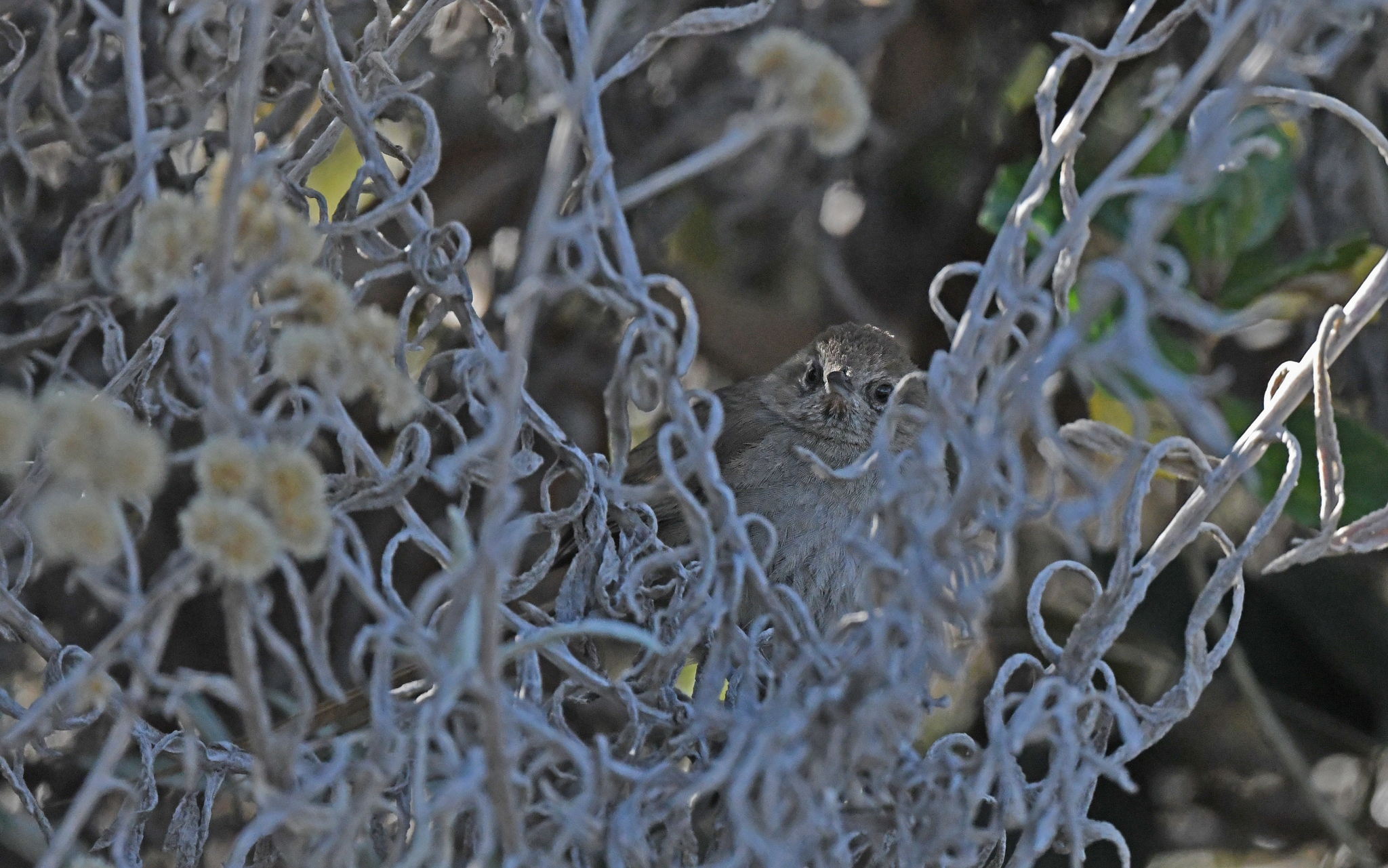 Perija Thistletail (Asthenes perijana), photo 8