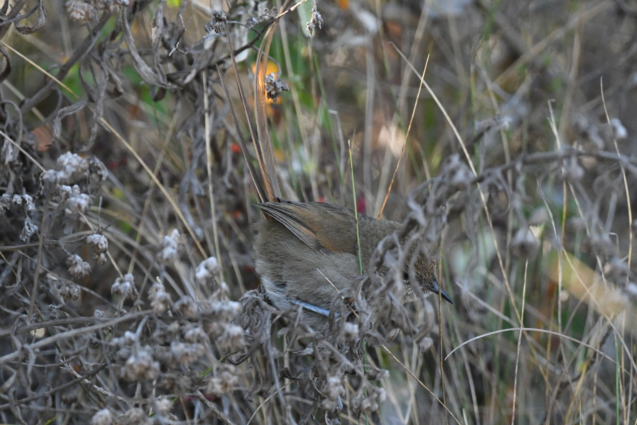 Perija Thistletail (Asthenes perijana), photo 9