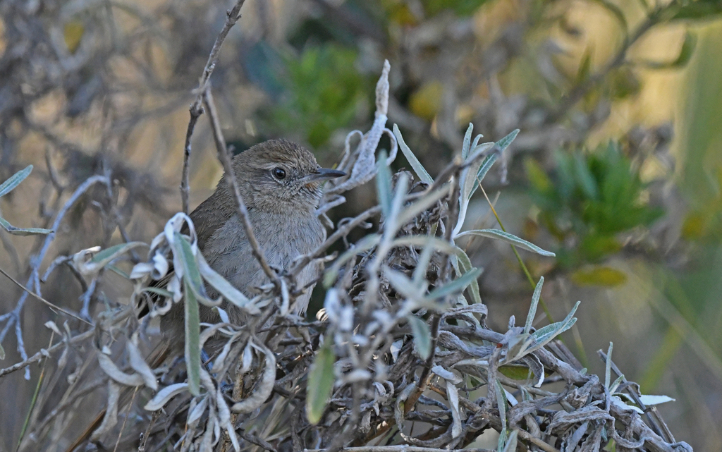 Perija Thistletail photo