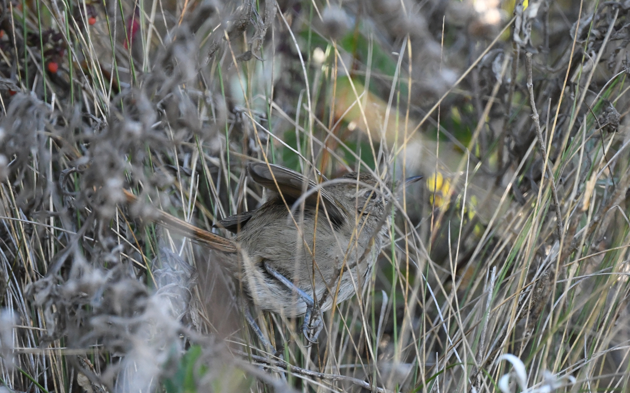 Perija Thistletail (Asthenes perijana), photo 10