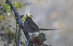 Perija Thistletail photo 5