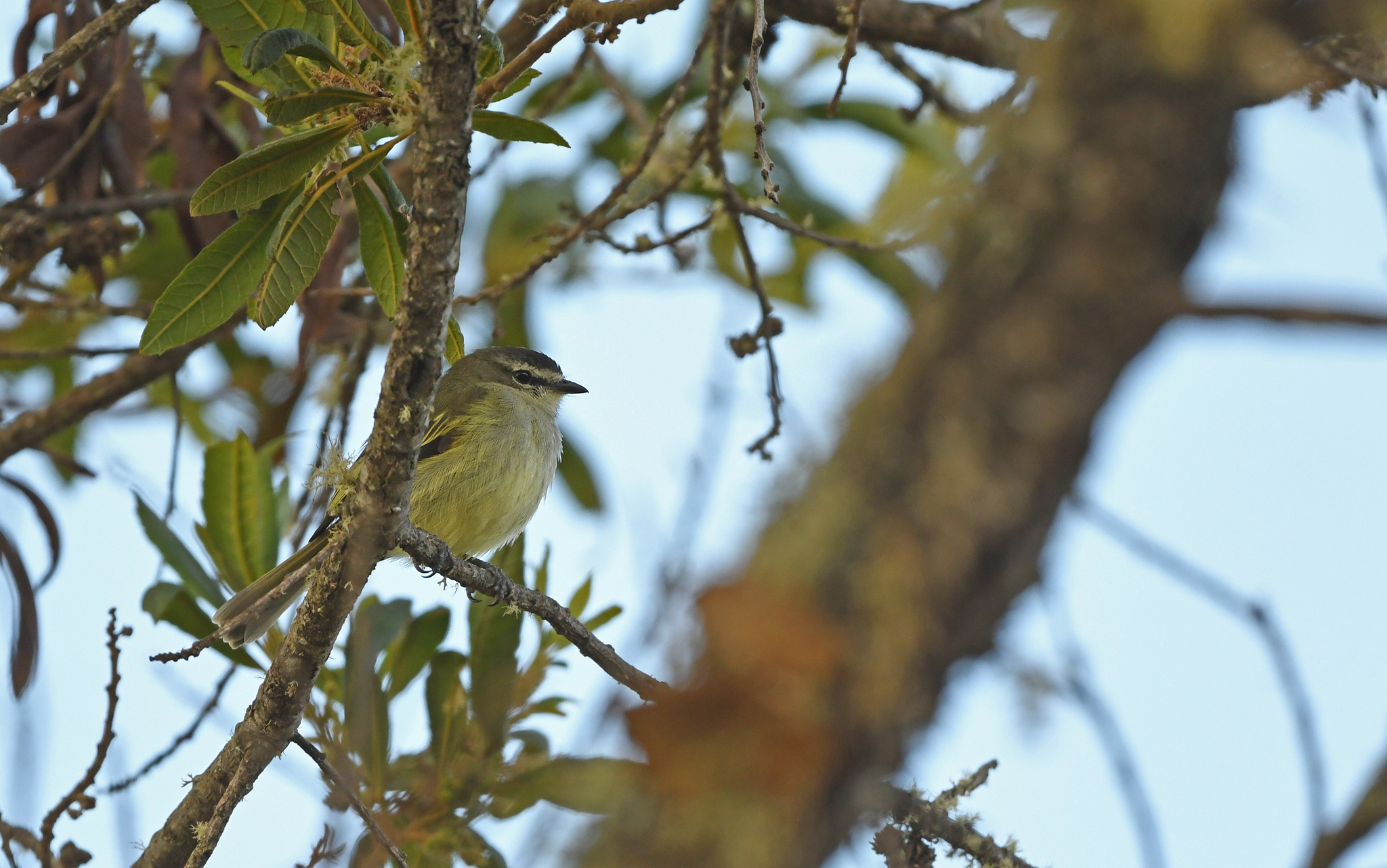 Spectacled Tyrannulet illustration