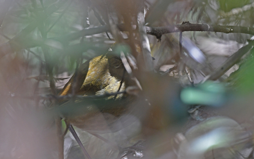 Perija Antpitta (Grallaria saltuensis), photo 9