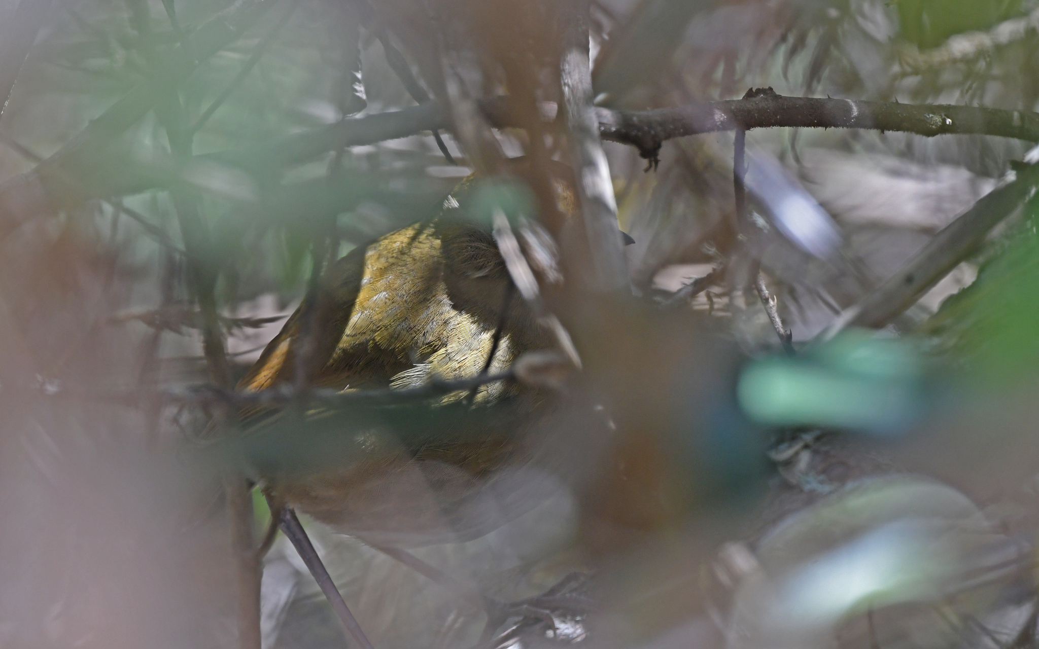 Perija Antpitta (Grallaria saltuensis), photo 1