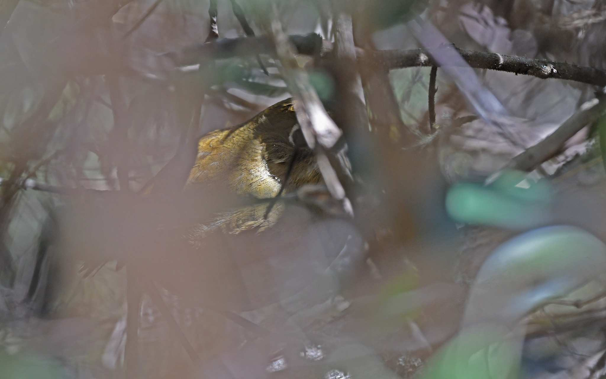 Perija Antpitta (Grallaria saltuensis), photo 2