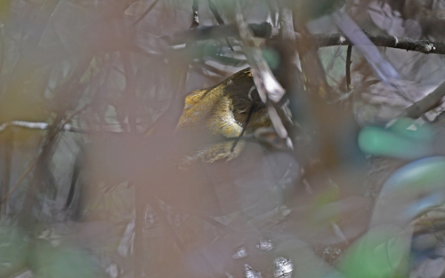 Perija Antpitta (Grallaria saltuensis), photo 5