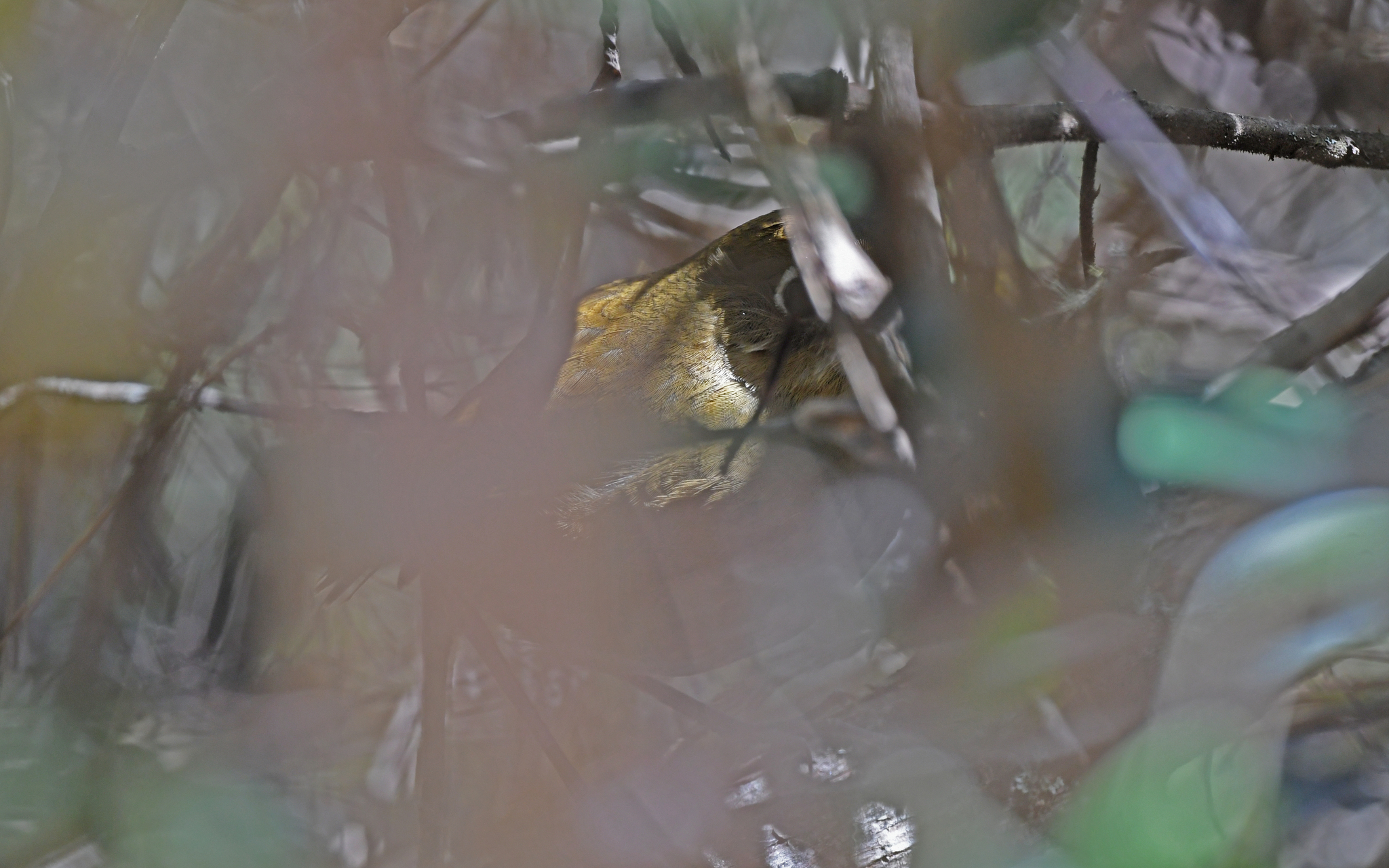 Perija Antpitta (Grallaria saltuensis), photo 3