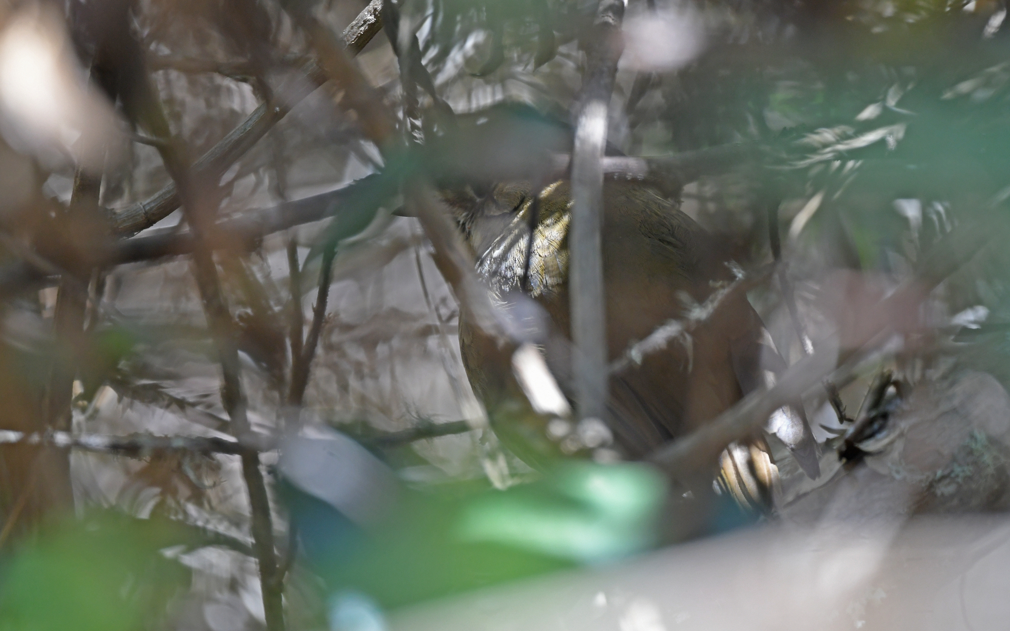 Perija Antpitta (Grallaria saltuensis), photo 4