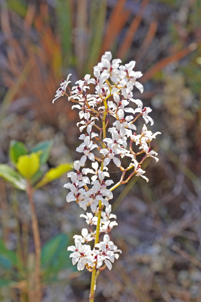 Cyrtochilum leucopterum
