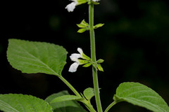 Salvia languidula
