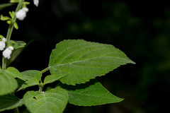 Salvia languidula