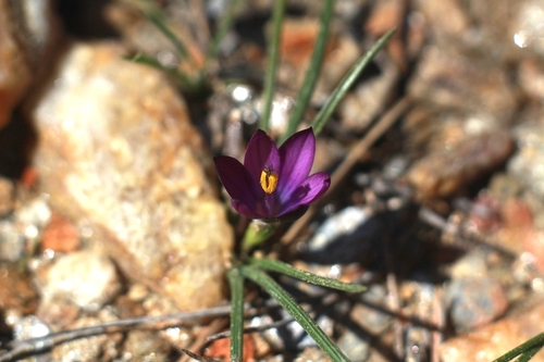 Romulea florentii