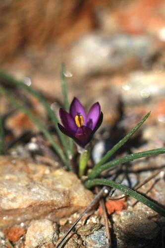 Romulea florentii