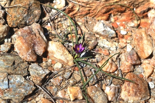 Romulea florentii
