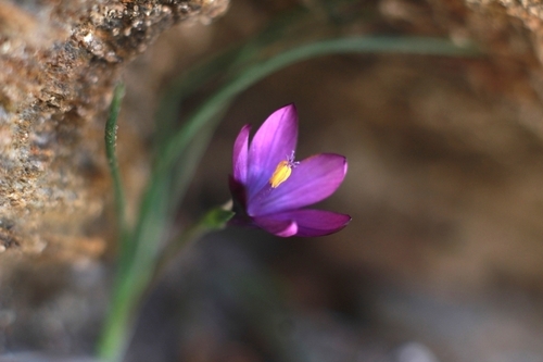 Romulea florentii