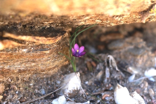 Romulea florentii