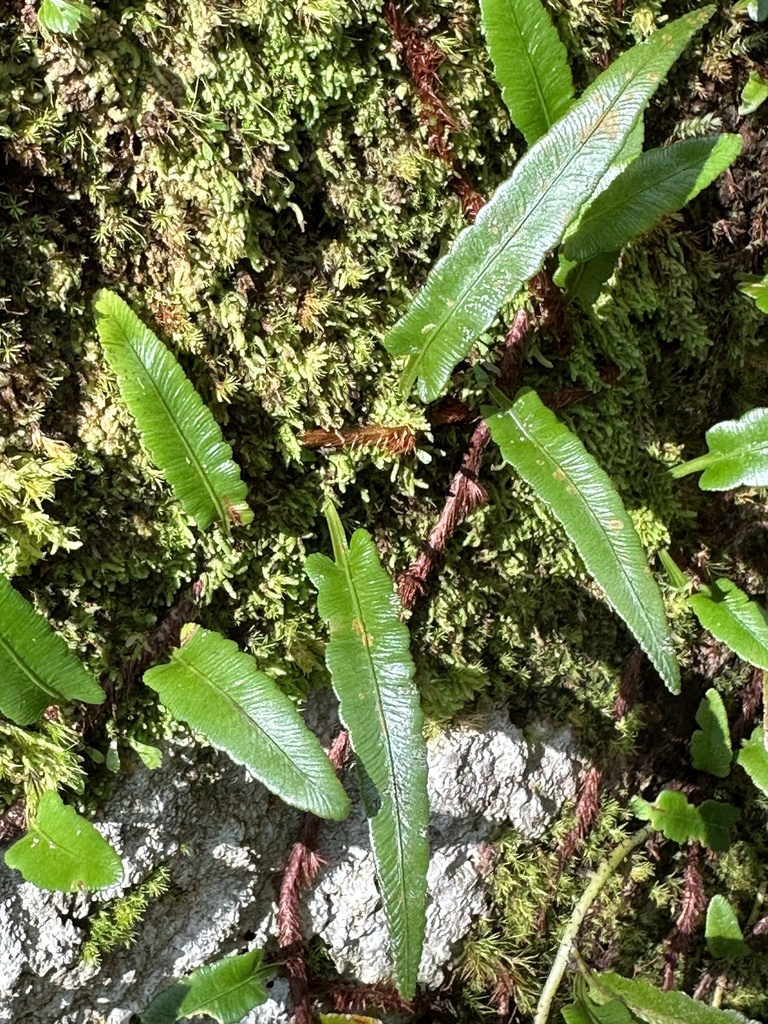 Davallia angustata