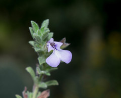 Salvia axillaris
