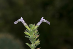 Salvia axillaris