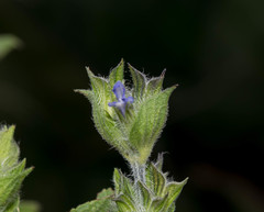 Salvia hirsuta