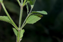 Salvia hirsuta