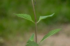 Scutellaria dumetorum