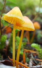 Mycena strobilinoidea