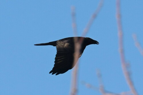 Cuervo grande (Corvus corax)