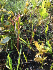 Calopogon multiflorus