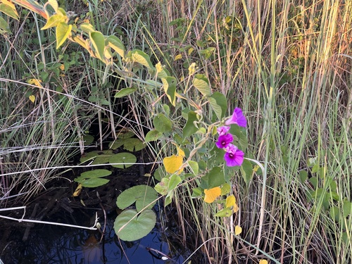 Ipomoea rubens image