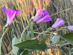 Ipomoea rubens image