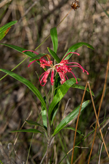 Grevillea oleoides