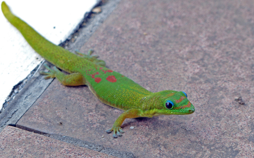 Gold Dust Day Gecko