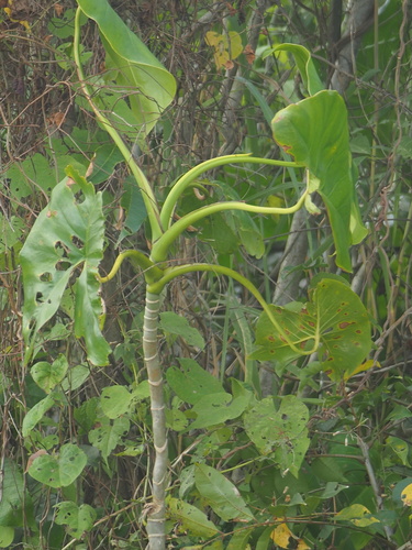 Image of Montrichardia arborescens by no rights reserved