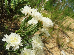 Lachnaea eriocephala