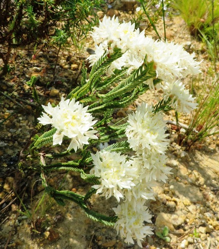 Image of Lachnaea eriocephala by (c) linkie, some rights reserved (CC BY)