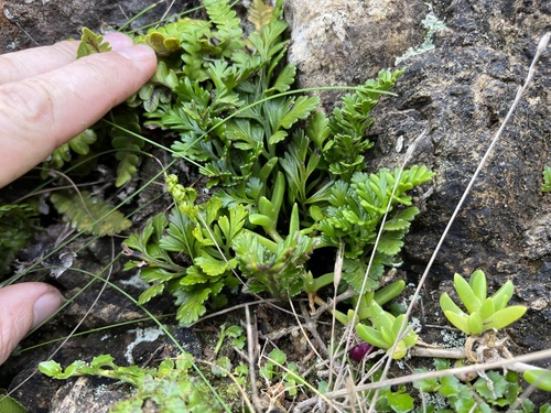 Asplenium chathamense (Asplenium chathamense)