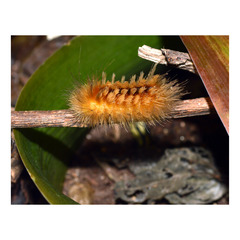 Pygarctia roseicapitis