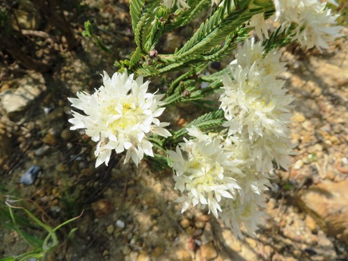 Image of Lachnaea eriocephala by (c) linkie, some rights reserved (CC BY)