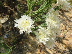 Lachnaea eriocephala