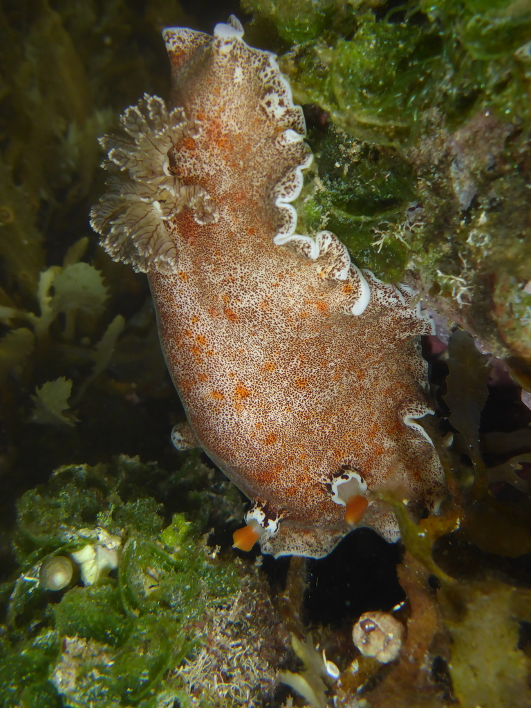 Freckled Pancake Dorid