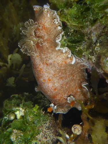 Freckled Pancake Dorid