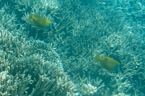 Siganus vulpinus