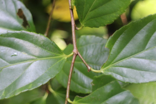 Flacourtia rukam
